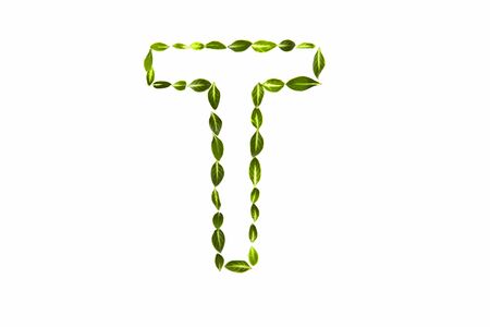 Simple Green Leaf Art Showing Tの写真素材