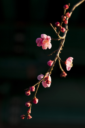 South Korea; Gyeongsangnam-do, Tongdosa, Plum trees; Plum;の写真素材