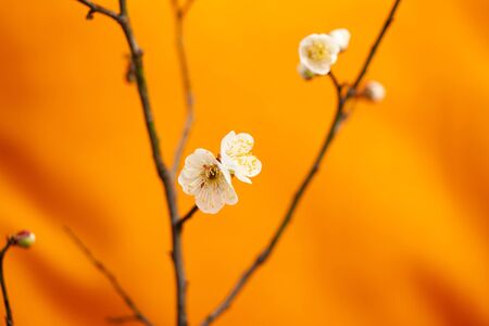 South Korea; Seoul; plumの写真素材