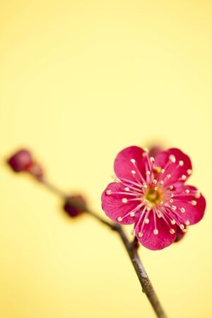 South Korea; Seoul; plumの写真素材