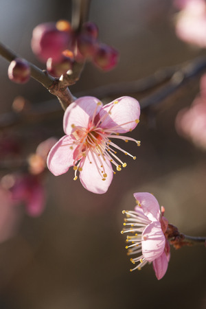 South Korea; Gyeongsangnam-do, Tongdosa, Plum trees; Plum;の写真素材