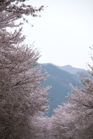 South Korea, Gyeongsangnam-do, Cherry blossoms in Jinhae gyeonghwayeokの写真素材