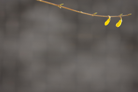 Forsythia,の写真素材