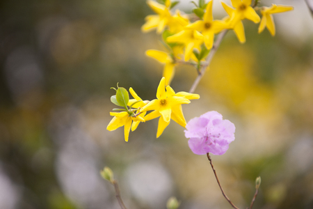 Azalea and Forsythiaの写真素材