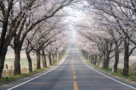 South Korea, Jeollanam-do, Yeongam, Cherry blossom raodの写真素材