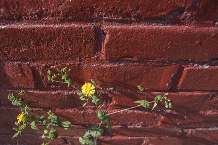 hawksbeard flowerの写真素材