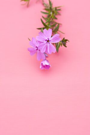 Moss phlox, Mountain phlox (Phlox subulata), Polemoniaceae.の写真素材