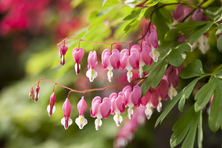 Bleeding heart (Dicentra spectabilis)の写真素材
