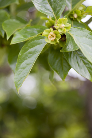 Persimmon flower, Diospyros kakiの写真素材