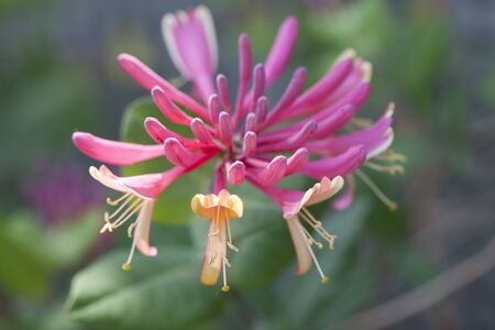 Red Caprifoliaceae Flower, South Koreaの写真素材