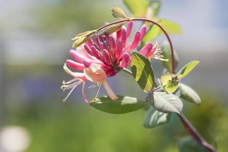 Red Caprifoliaceae Flower, South Koreaの写真素材