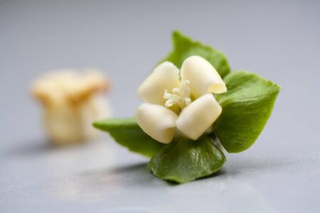 Persimmon flower,の写真素材
