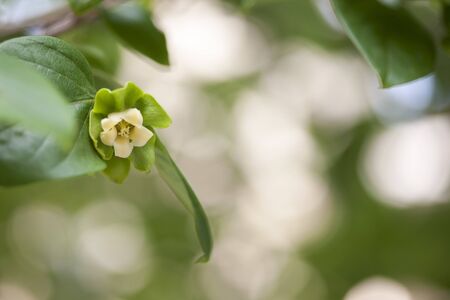 Persimmon flower, Diospyros kakiの写真素材
