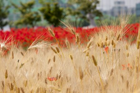 Blooming poppies in barley field,の写真素材