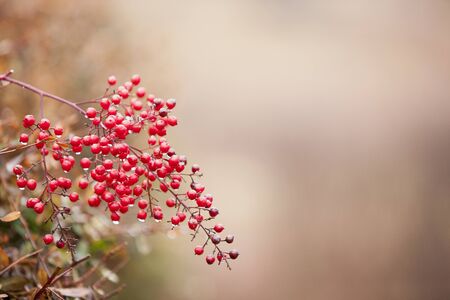 Water droplets on berries.の写真素材