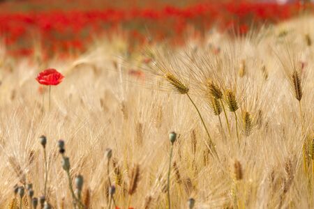 Blooming poppies in barley field,の写真素材