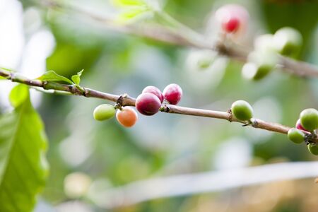 Coffee Tree, Indoorの写真素材