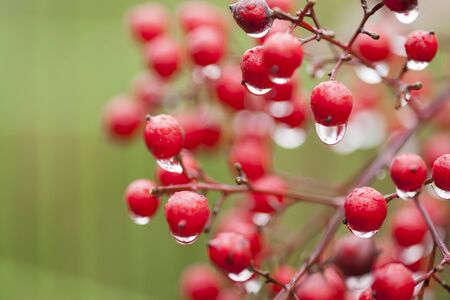 Water droplets on berries.の写真素材