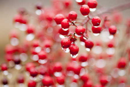 Water droplets on berries.の写真素材