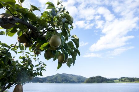 pear, fruits, cloud,の写真素材