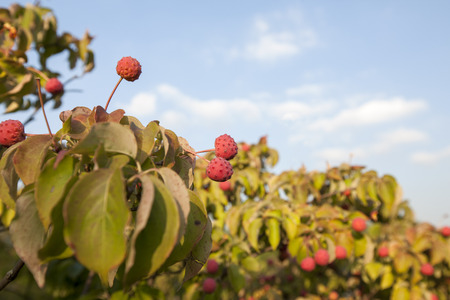 Cornus kousa fruit, Cornus, Gyeonggi Province, South Koreaの写真素材