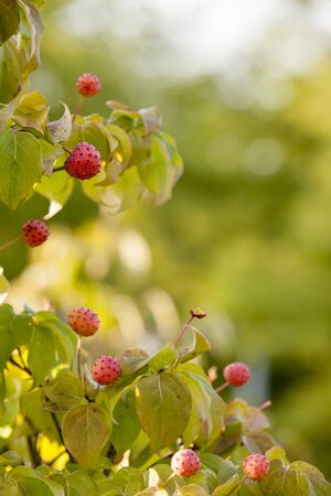 Cornus kousa fruit, Cornus, Gyeonggi Province, South Koreaの写真素材