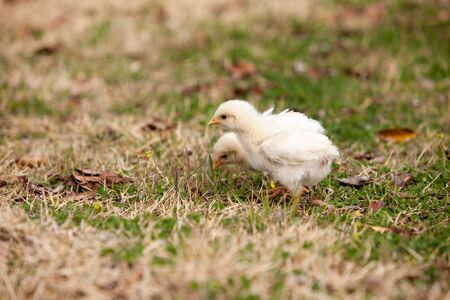 Chicks, outdoorの写真素材