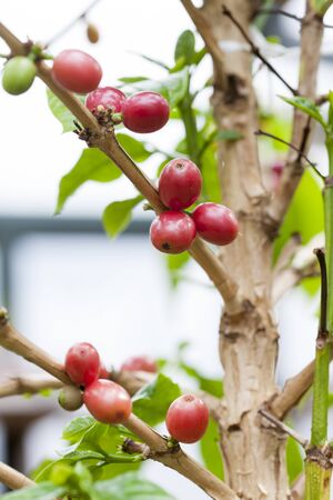 Coffee Tree, Indoorの写真素材