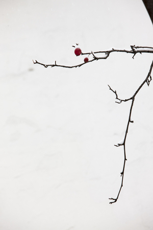 Crabapple Tree with fruits, snow, Rosaceae.の写真素材