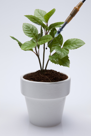 Plant In White Flowerpot In White Backgroundの写真素材