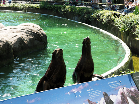 Central Park Zoo, New York, USAの写真素材