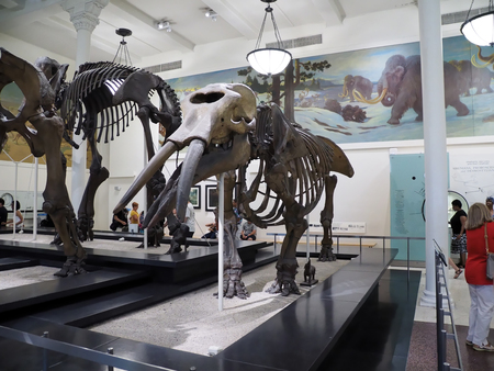American Museum of Natural History, New York, USAのeditorial素材