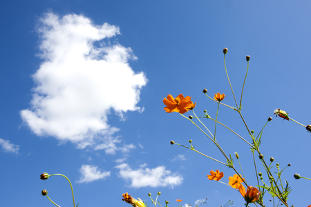 White clouds and yellow cosmosの写真素材