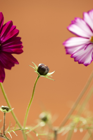 Cosmos flowers close-upの写真素材