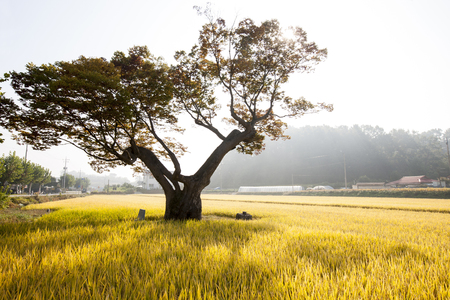 Old zelkova tree in golden autumn the fieldsの写真素材