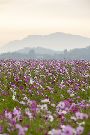 Guri Han River Park Cosmos flowers Festival,South Koreaの写真素材