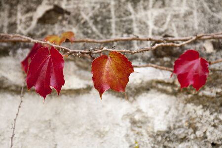 red leaves,ivyの写真素材