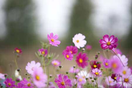Cosmos flowers,south koreaの写真素材