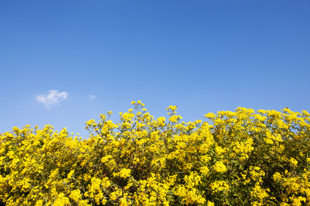 Blue sky,yellow chrysanthemums; South Koreaの写真素材