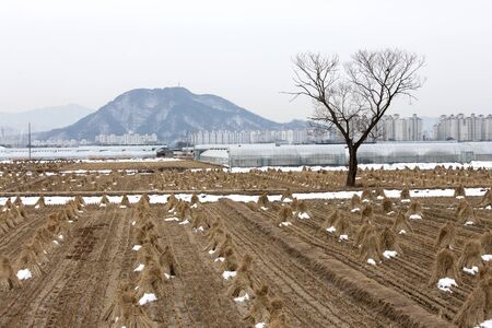 fields, straw, greenhouses, treesの写真素材