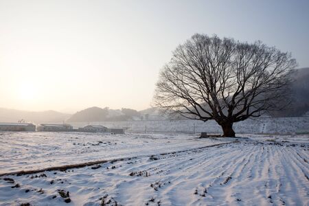 Winter zelkova trees and sunriseの写真素材