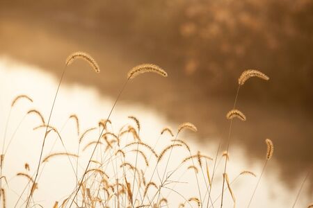 Chungnam, Seosan, Cheonsu Bay; foxtallの写真素材