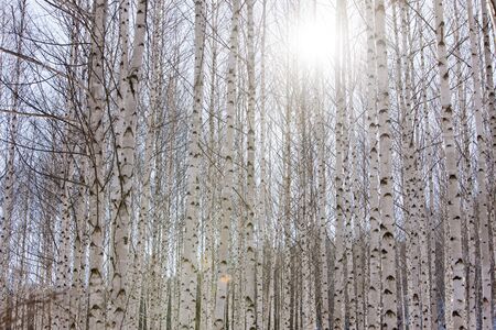 Birch Tree forest, South Korea, Inje.の写真素材