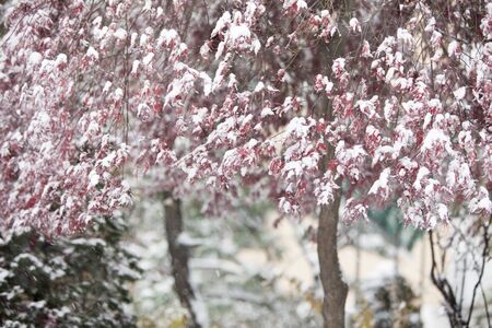 Maple Leafs, snowの写真素材