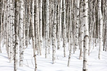 birch forest, South Korea, Pyeongchangの写真素材