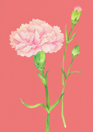 beautiful flowersの写真素材