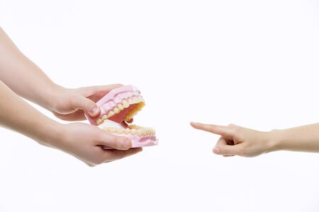 Dental Model Close-Upの写真素材