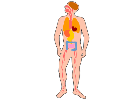 Human anatomy: Human Organsのイラスト素材