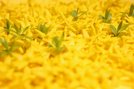Flowerの写真素材