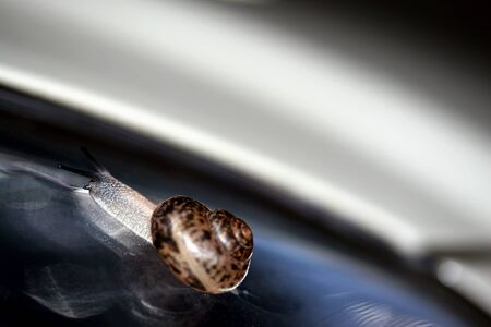 Snailの写真素材